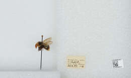 Image of Frigid Bumble Bee