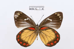 Image of Delias eumolpe Grose-Smith 1889