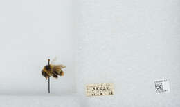 Image of Frigid Bumble Bee