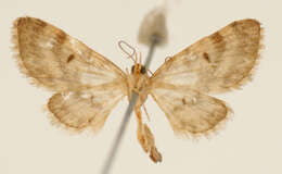 Image of Eupithecia dissors Schaus 1913