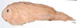 Image of Peachskin snailfish
