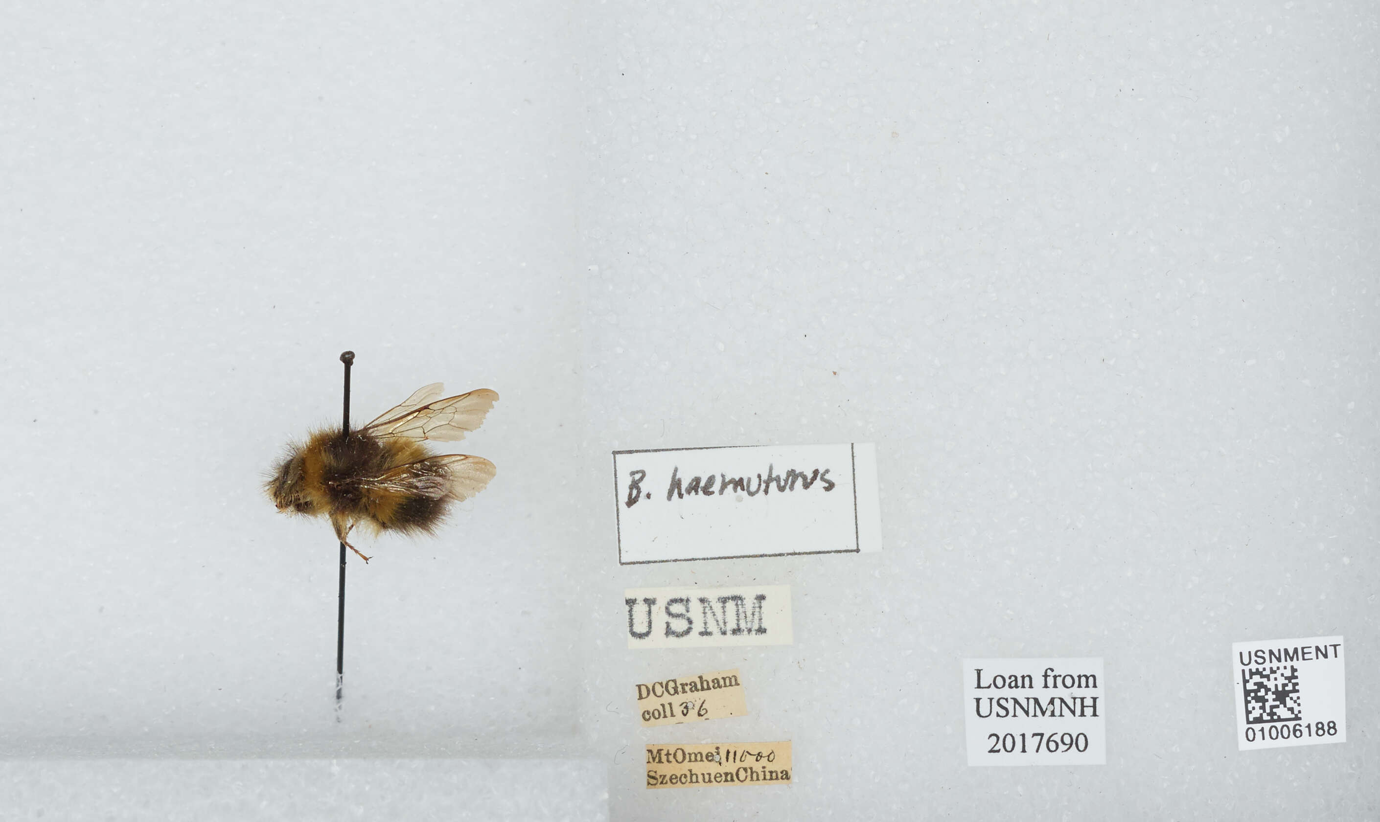 Image of Bombus haematurus Kriechbaumer 1870