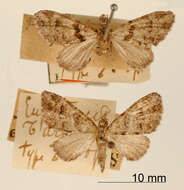 Image of Eupithecia turbanta Dognin 1899