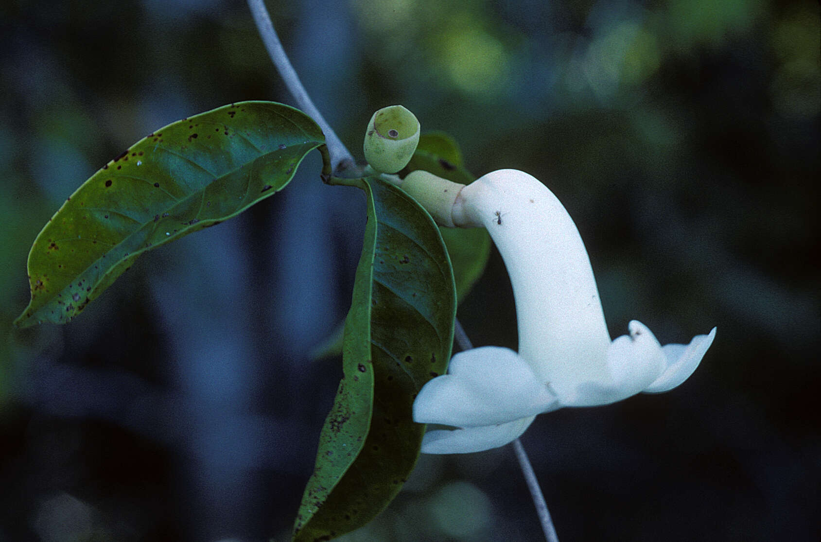 Image of Amphilophium racemosum (Bureau & K. Schum.) L. G. Lohmann