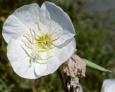 Imagem de Oenothera speciosa Nutt.