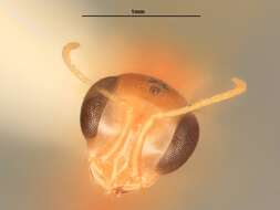 Image of Microstigmus comes Krombein 1967