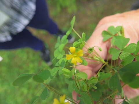 Image of Oxalis florida Salisb.