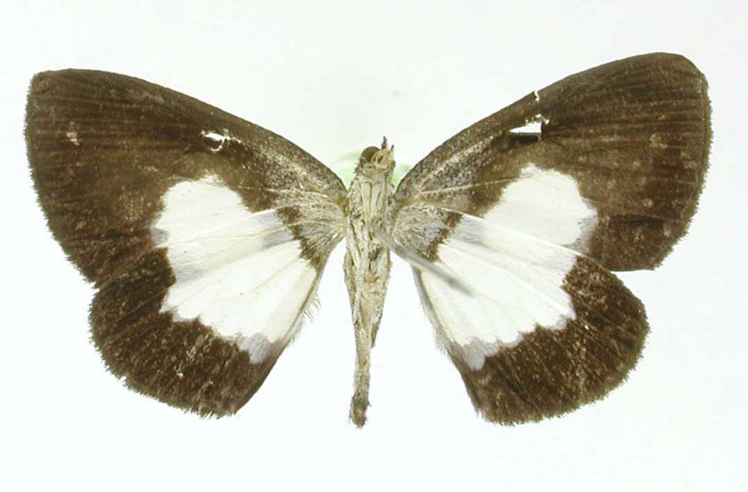 Image of Heterusia picata Dognin 1904