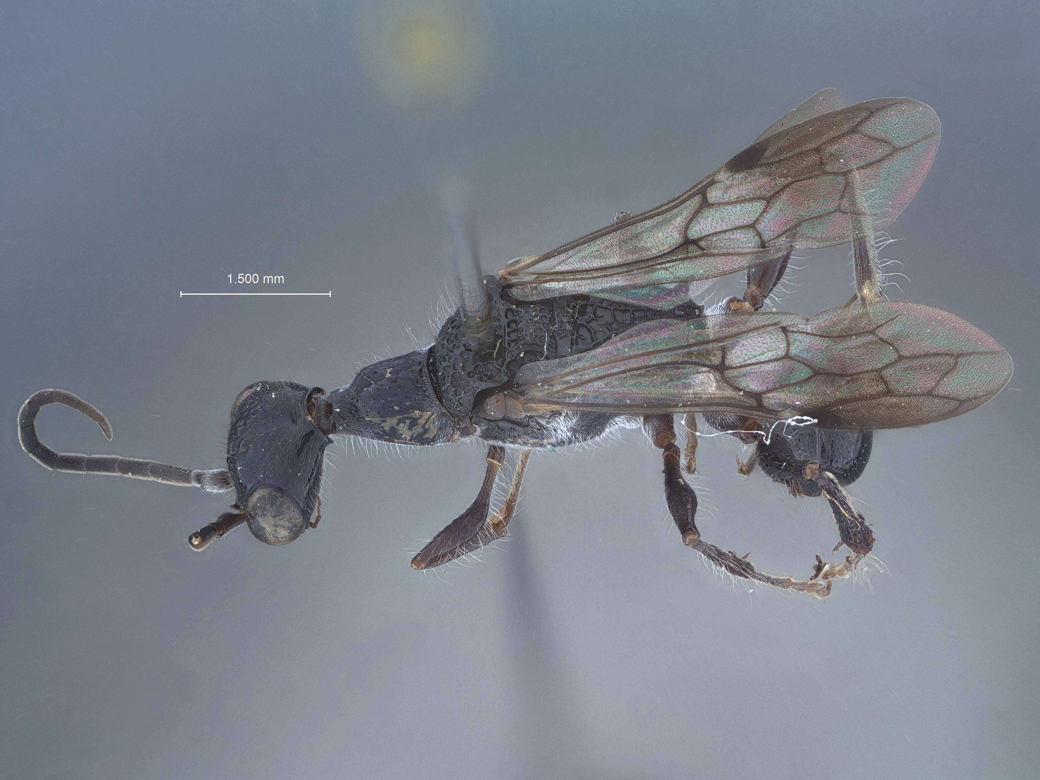 Image of Ampulex alisana Tsuneki 1967