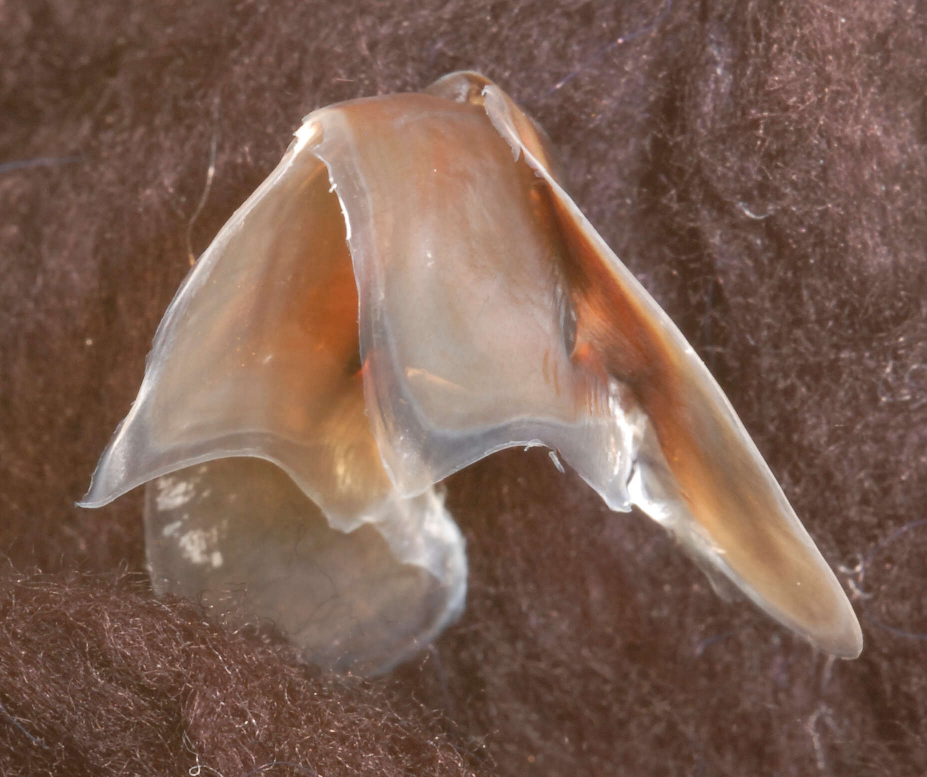 Image of arrow-finned squid