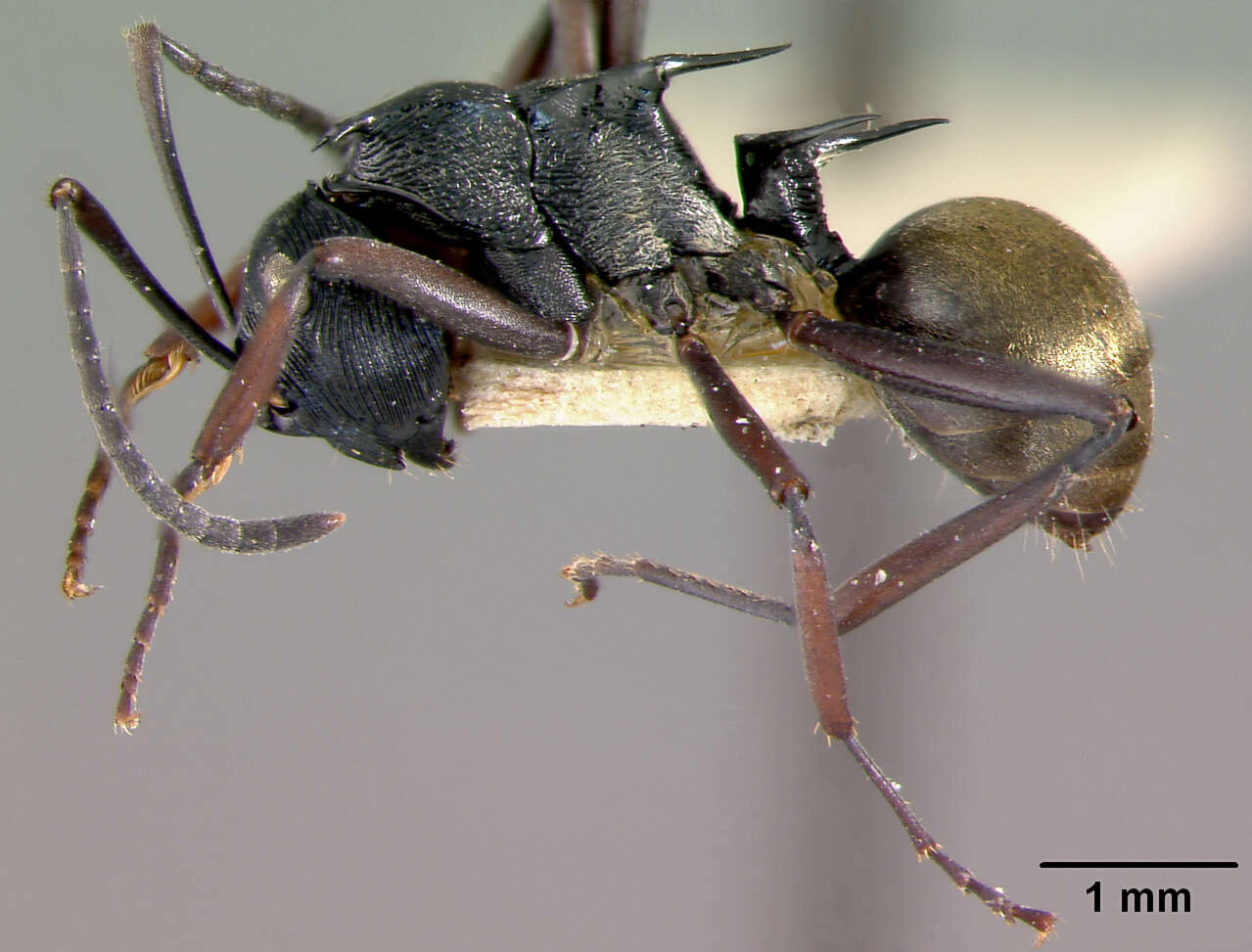 Image de Polyrhachis santschii Mann 1919