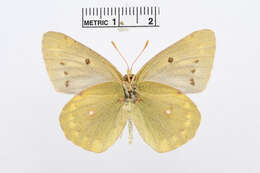 Image of Colias chlorocoma Christoph 1888