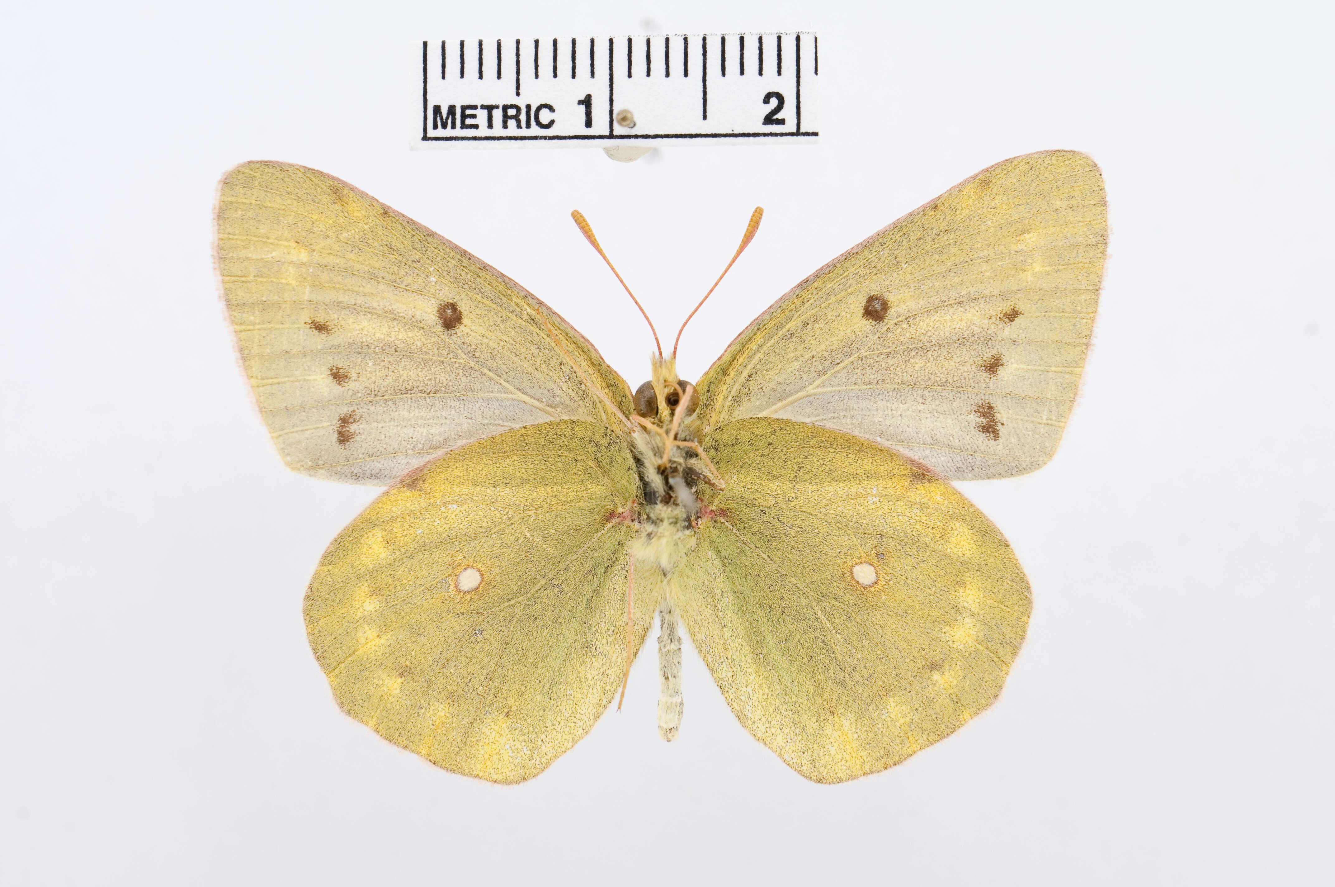 Image of Colias chlorocoma Christoph 1888