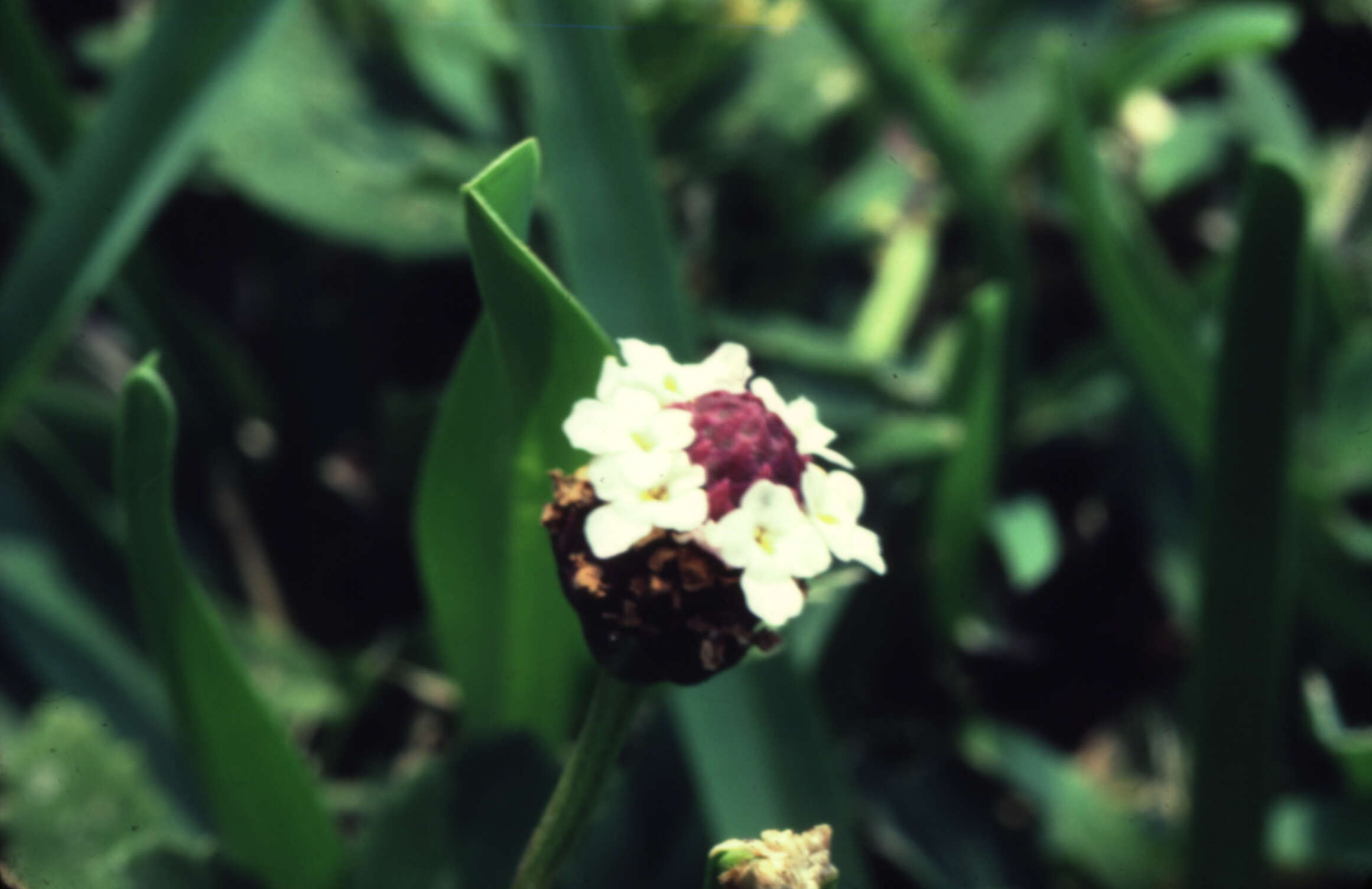 Plancia ëd Phyla lanceolata (Michx.) Greene