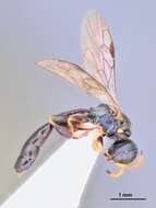 Image of Rhopalum murotai Tsuneki 1973