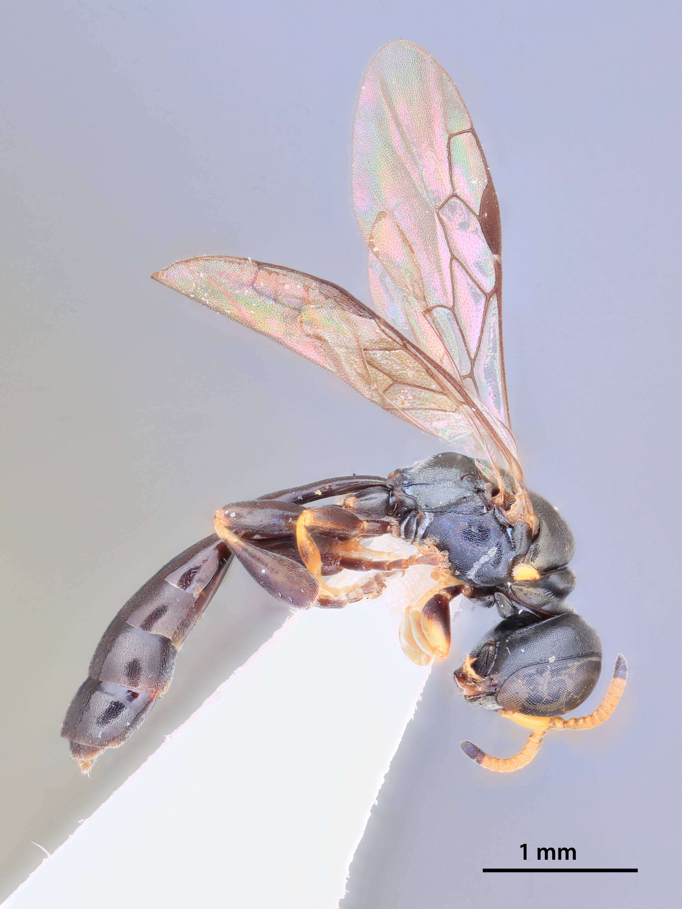 Image of Rhopalum murotai Tsuneki 1973