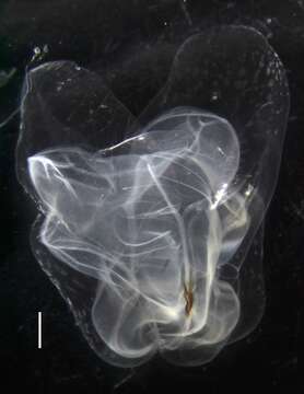 Image of Apolemia rubriversa Siebert, Pugh, Haddock & Dunn 2013