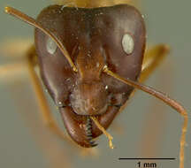 Plancia ëd Camponotus maculatus (Fabricius 1782)