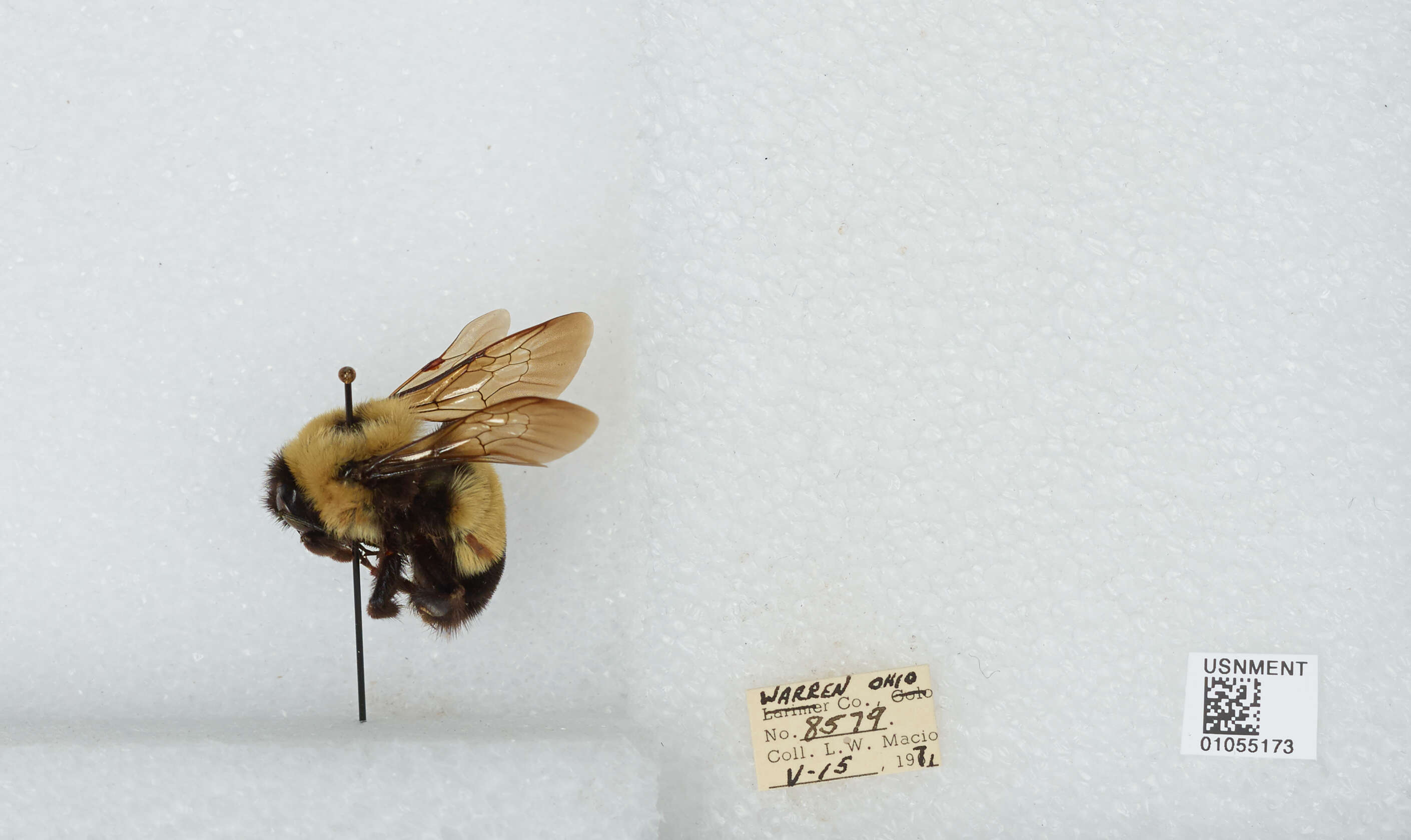 Слика од Bombus affinis Cresson 1864