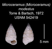 Imagem de Microceramus modestus C. Torre & Bartsch 2008