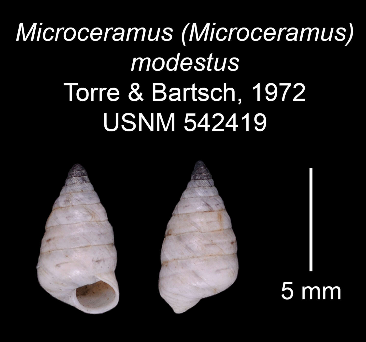 Image of Microceramus modestus C. Torre & Bartsch 2008