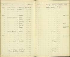 Pinicola enucleator alascensis Ridgway 1898 resmi