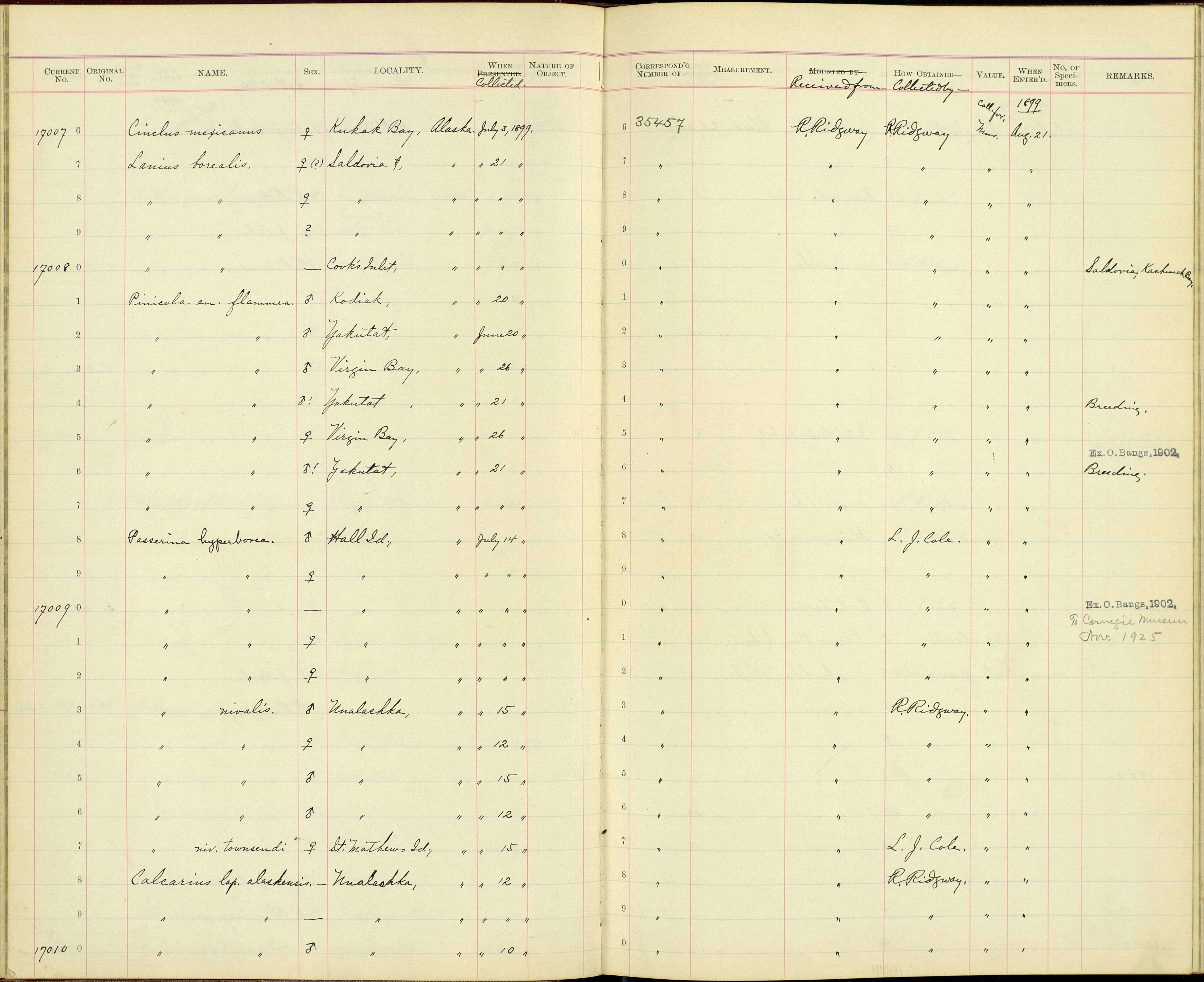 Pinicola enucleator alascensis Ridgway 1898 resmi