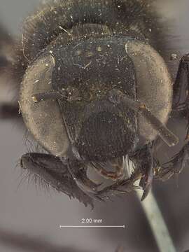 Image of Isodontia philadelphica (Lepeletier de Saint Fargeau 1845)