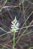 Image of Hooker's Milkwort