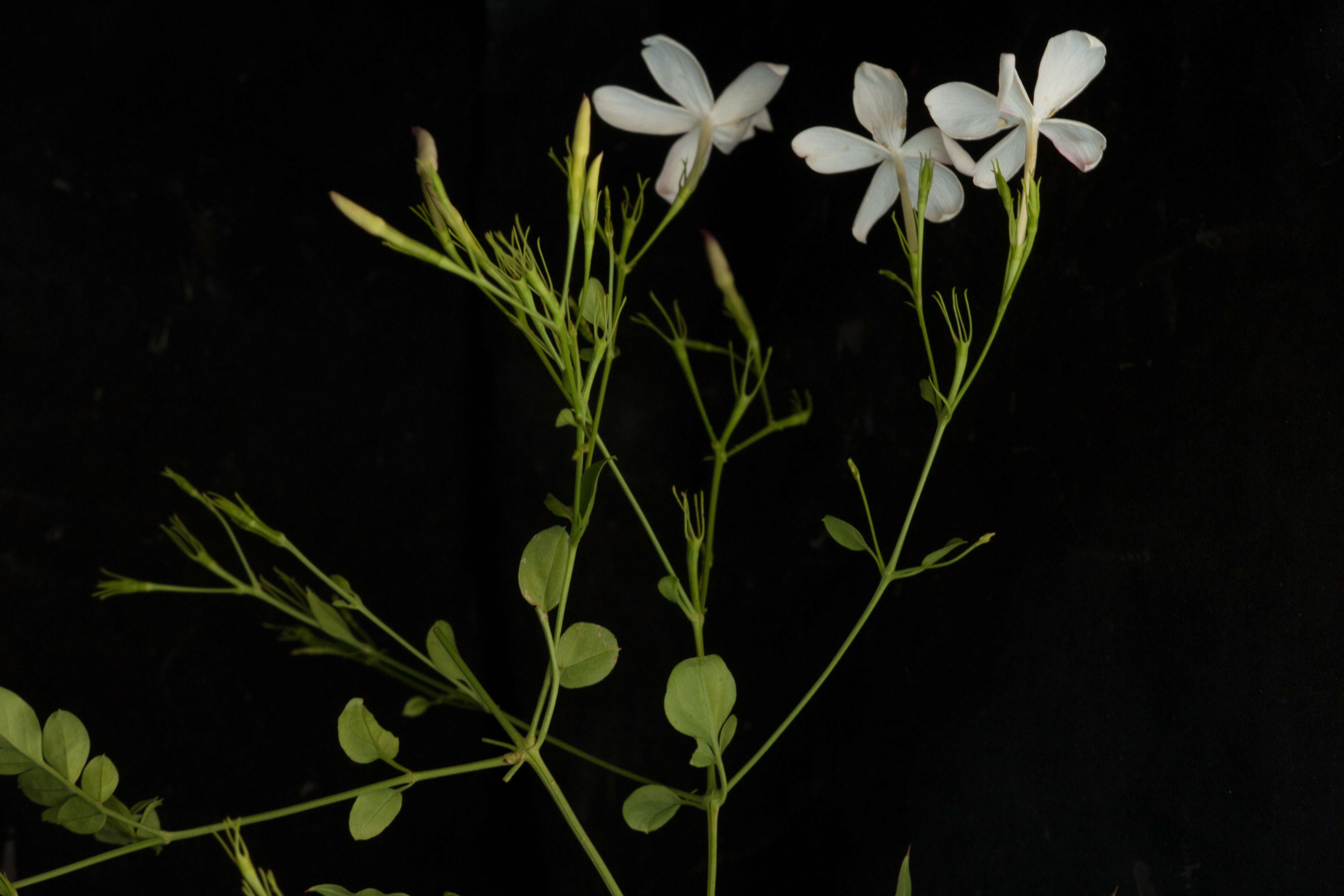 Image of Jasminum grandiflorum L.