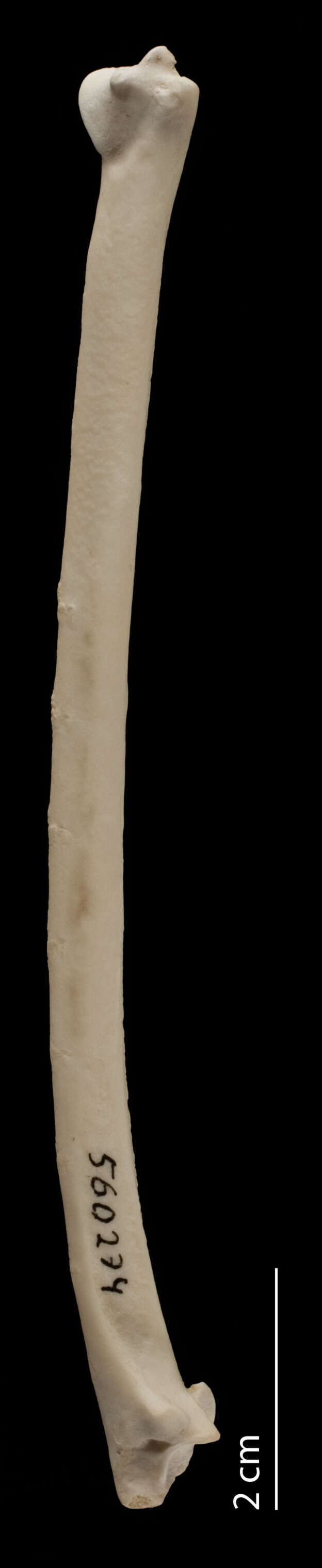 Image de Anhinga anhinga leucogaster (Vieillot 1816)