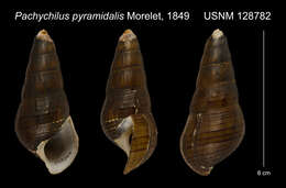 Image of <i>Pachychilus pyramidalis</i> Morelet 1849