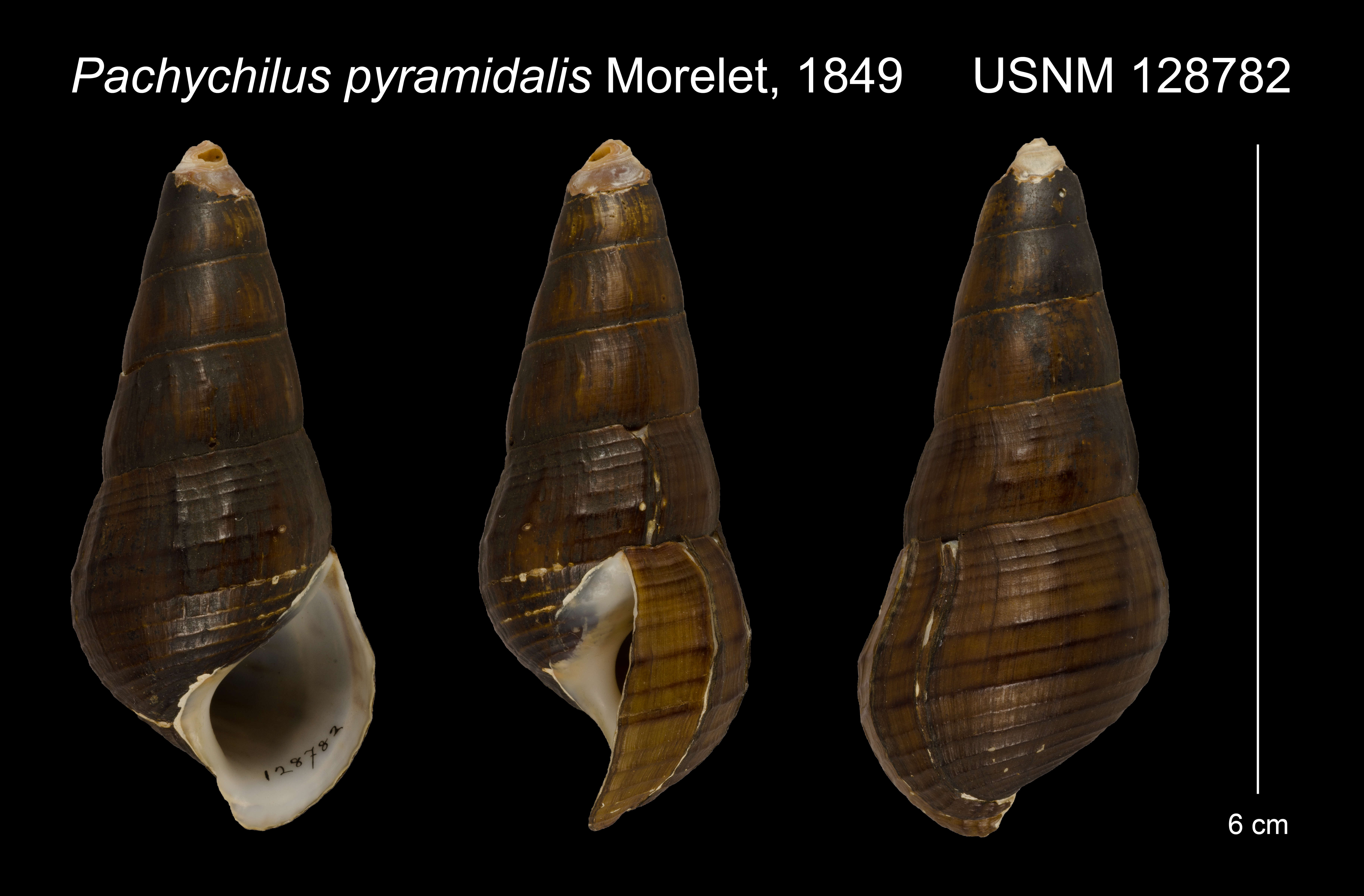 Image of <i>Pachychilus pyramidalis</i> Morelet 1849