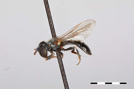 Image of Heringia salax (Loew 1866)