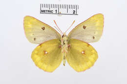 Image of <i>Colias australis</i>