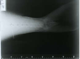 Image of Black cigarfish