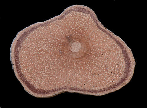 Image of Paullinia rugosa Benth. ex Radlk.