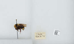 Image de Bombus insularis (Smith 1861)