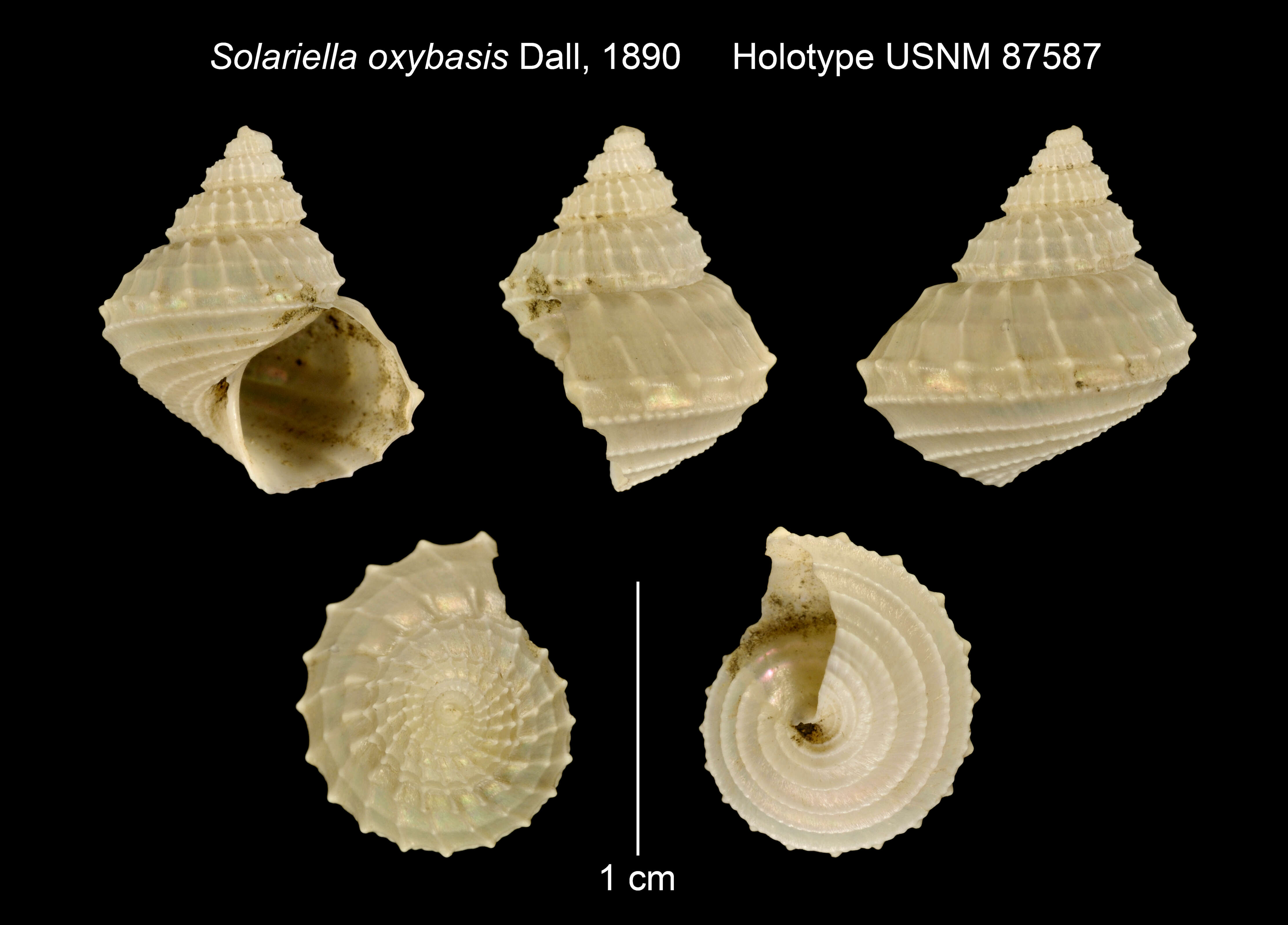 Image of Bathybembix Crosse 1893