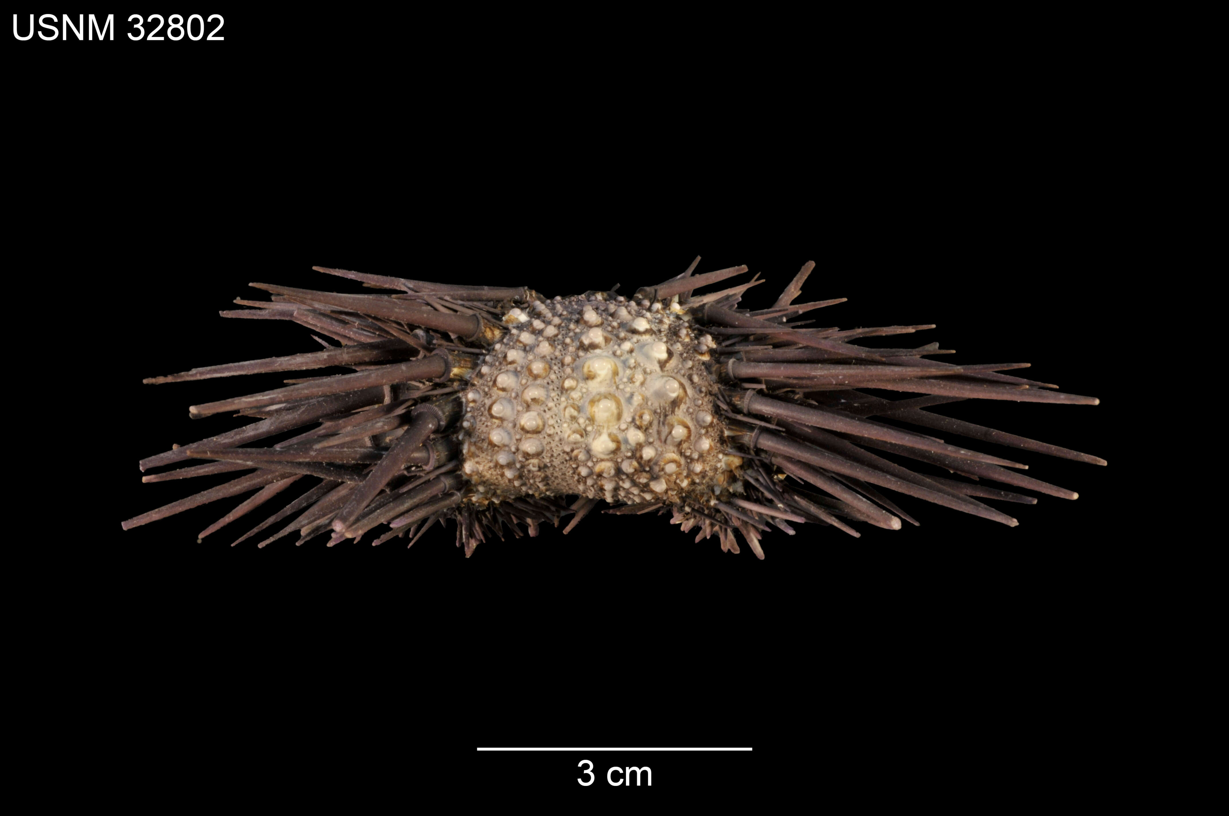 Image of Echinometra insularis H. L. Clark 1912