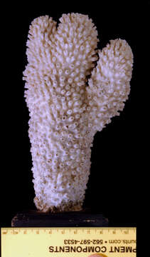 Image of Galaxea coral