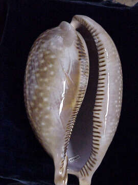 صورة Macrocypraea cervus (Linnaeus 1771)