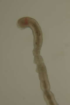 Image of Protodrilus oculifer Pierantoni 1908