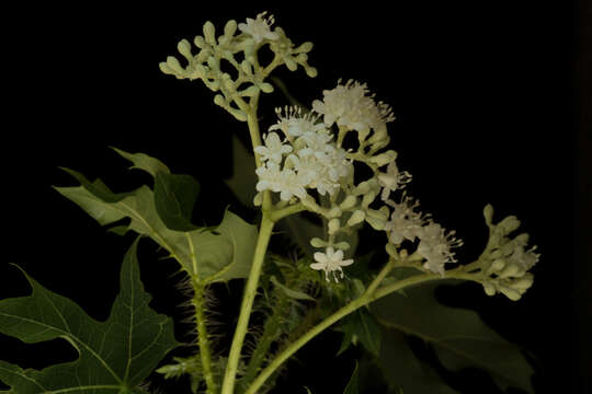 Image of Cnidoscolus tubulosus (Müll. Arg.) I. M. Johnst.