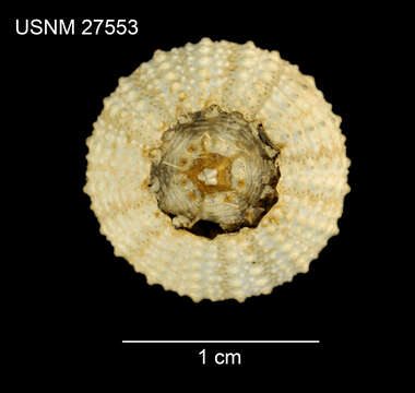 Image of Centrostephanus asteriscus A. Agassiz & H. L. Clark 1907