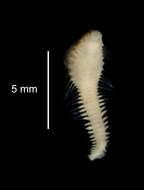 Image of Pseudoscalibregma bransfieldium (Hartman 1967)