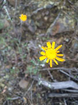 Image de Eriophyllum lanatum (Pursh) Forbes