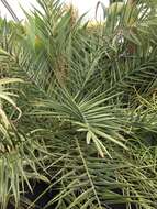 Image of date palm