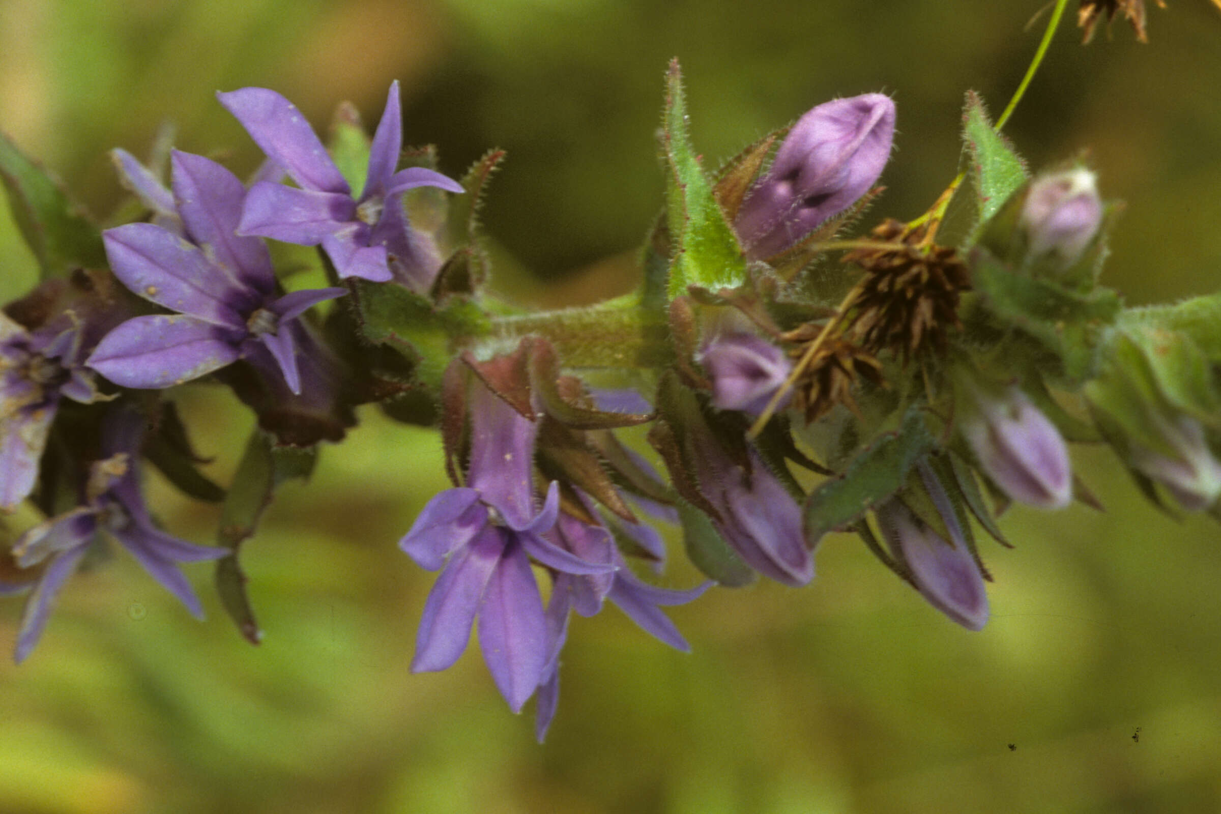 Image of downy lobelia