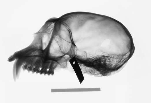 Image of Trachypithecus cristatus cristatus (Raffles 1821)